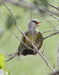Western Kingbird